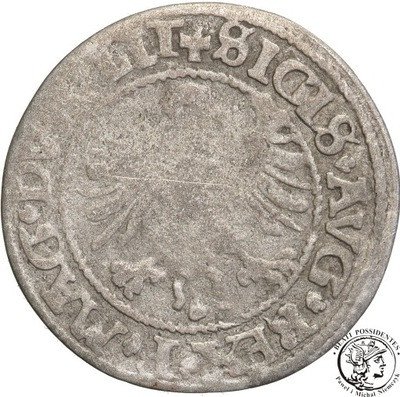 Zygmunt II August, Półgrosz 1545 Wilno RZADKOŚĆ R7