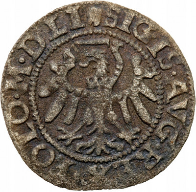Zygmunt II August. Szeląg 1551, Gdańsk