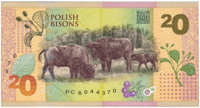Polskie Żubry - banknot testowy PWPW