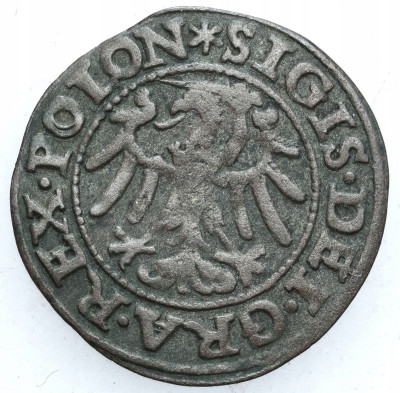 Zygmunt I Stary. Szeląg 1546, Gdańsk
