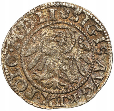 Zygmunt II August. Szeląg 1551, Gdańsk – RZADKOŚĆ