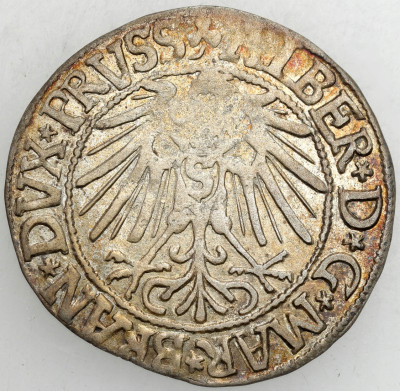 A. Hohenzollern Grosz 1546, Królewiec - ŁADNY