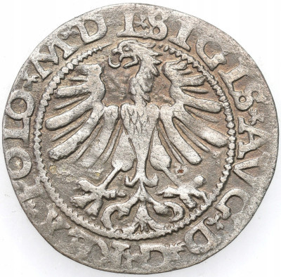 Zygmunt II August. Półgrosz 1565, Wilno