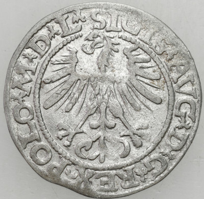 Zygmunt II August. Półgrosz 1564, Wilno - ŁADNY