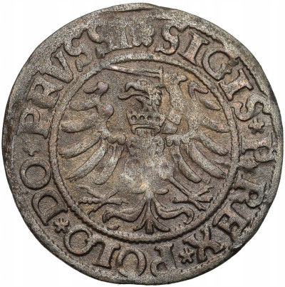 Zygmunt I Stary. Szeląg 1532, Elbląg