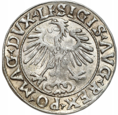 Zygmunt II August. Półgrosz 1556, Wilno