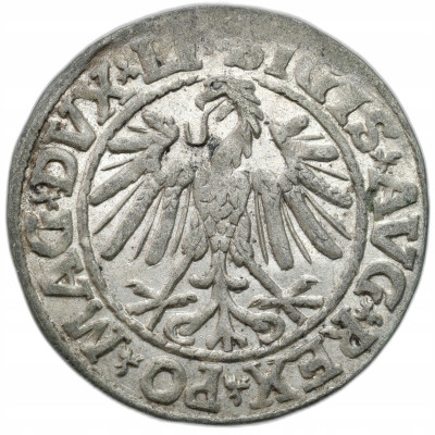 Zygmunt II August. Półgrosz 1547, Wilno – ŁADNY
