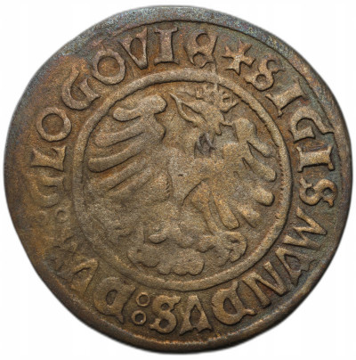 Zygmunt I Stary. Grosz 1506, Głogów - RZADKI