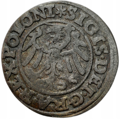 Zygmunt I Stary. Szeląg 1546, Gdańsk – RZADSZY