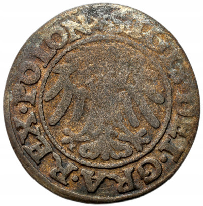 Zygmunt I Stary. Szeląg 1546, Gdańsk – RZADSZY