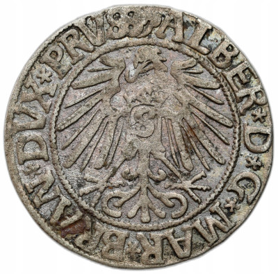 Prusy Książęce. Albert Hohenzollern (1525–1568). Grosz 1543, Królewiec