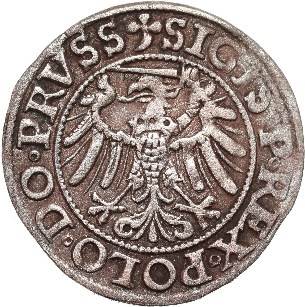Zygmunt I Stary. Szeląg 1539, Elbląg
