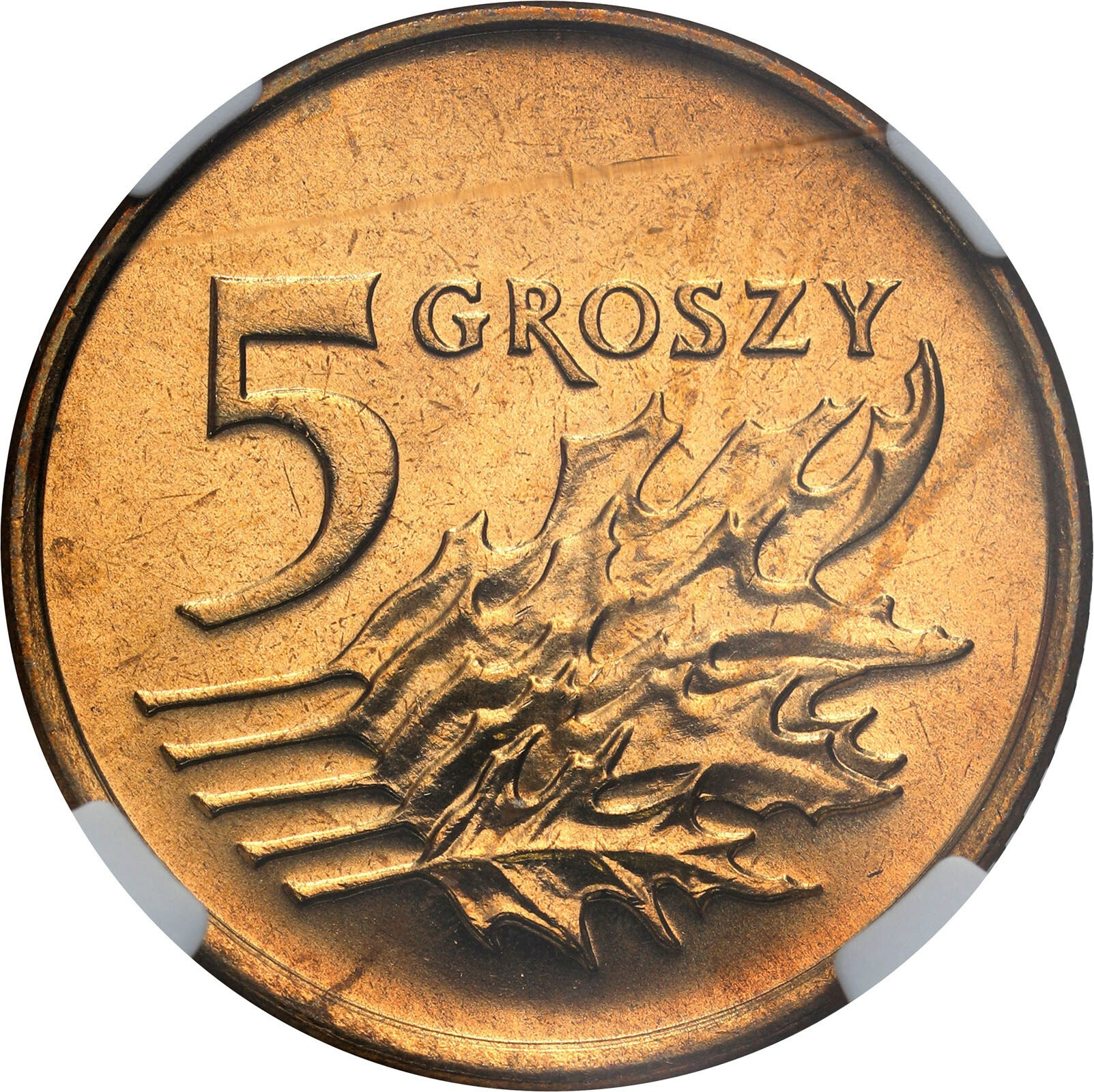 III RP. 5 groszy 1993 NGC MS66 – PIĘKNE