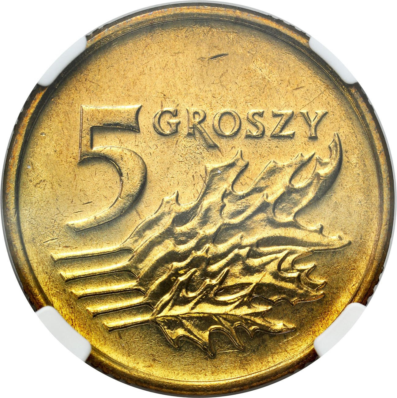 III RP. 5 groszy 1993 NGC MS66 – PIĘKNE
