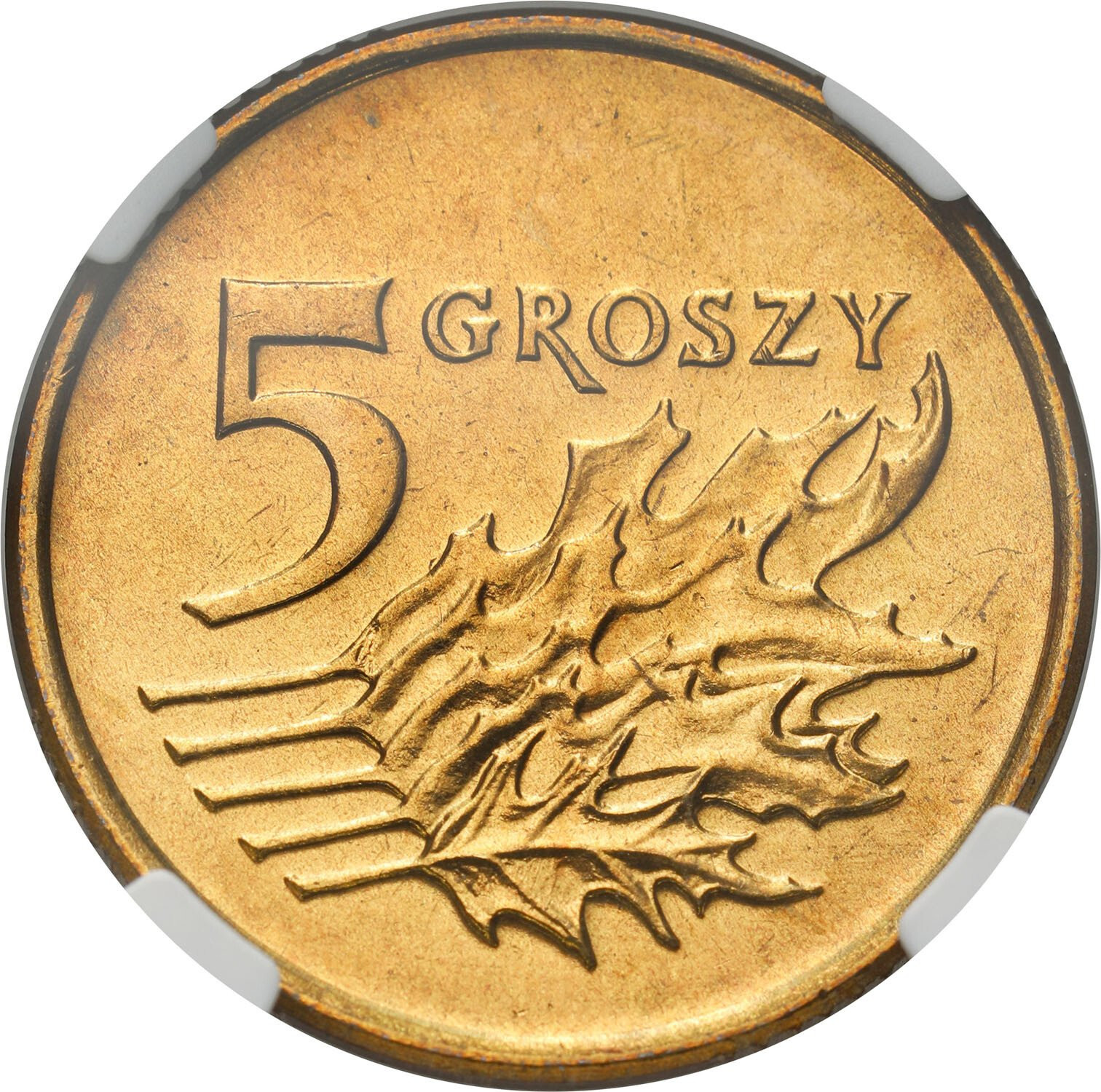 III RP. 5 groszy 1993 NGC MS67 – PIĘKNE