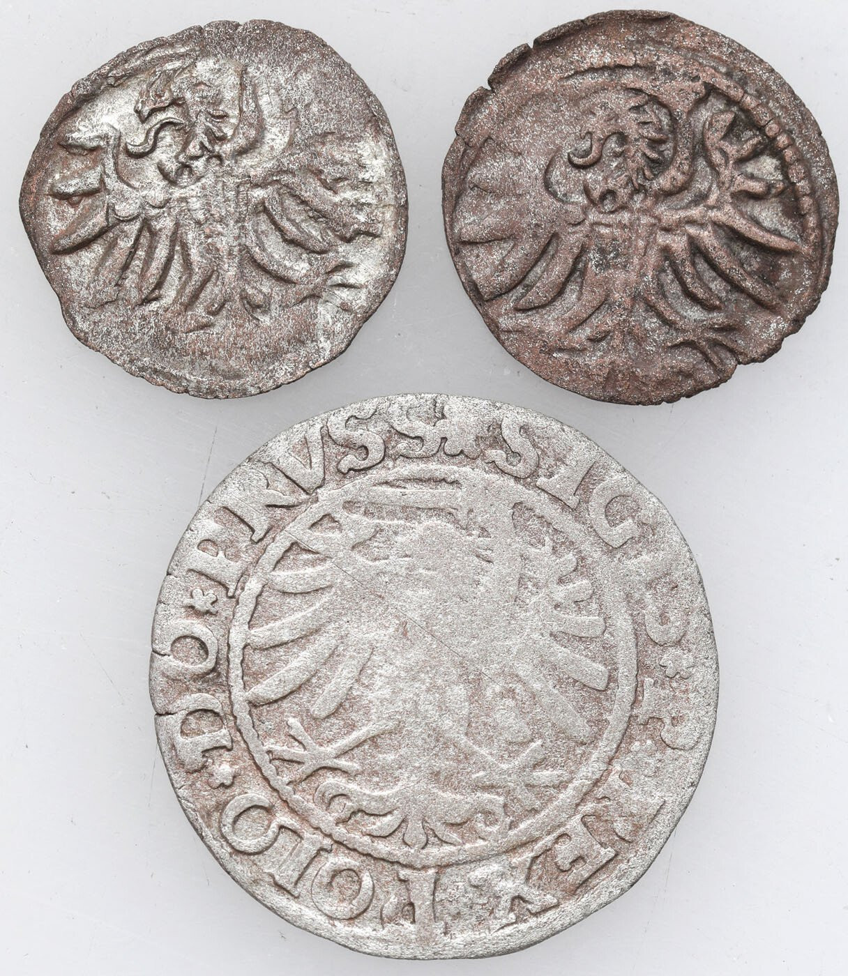 Zygmunt I Stary. Denar 1556, 1557 i Szeląg 1533, Elbląg, zestaw 3 monet