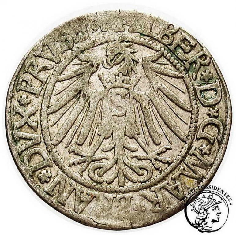 Polska Albrecht grosz lenny pruski 1539 st. 3+