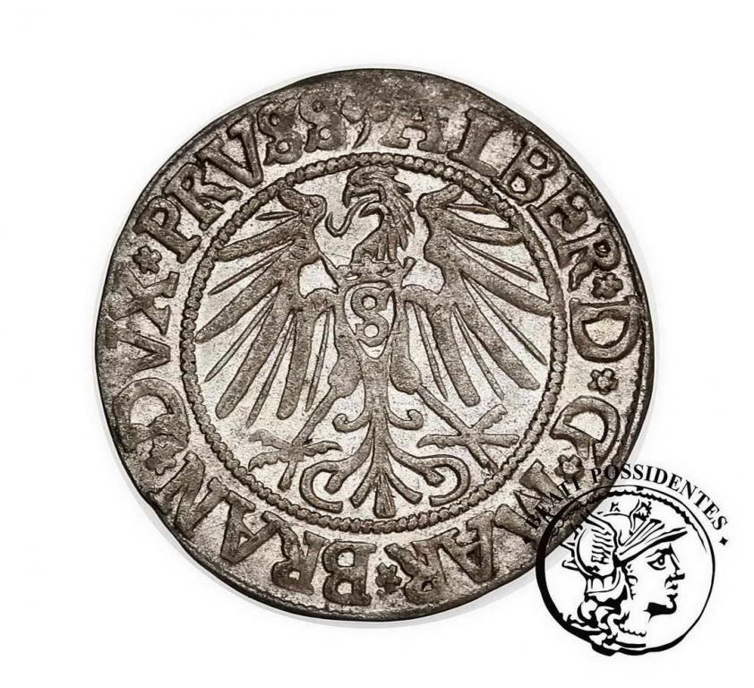 Albrecht grosz pruski lenny 1542 st.2