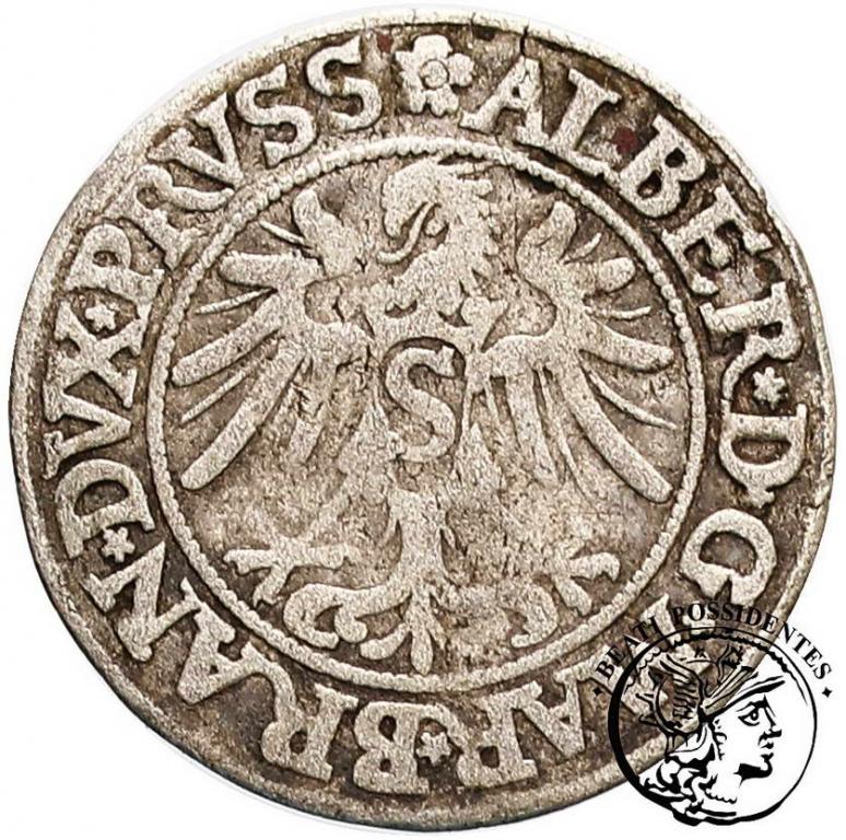Polska Albrecht grosz lenny pruski 1535 st. 3-