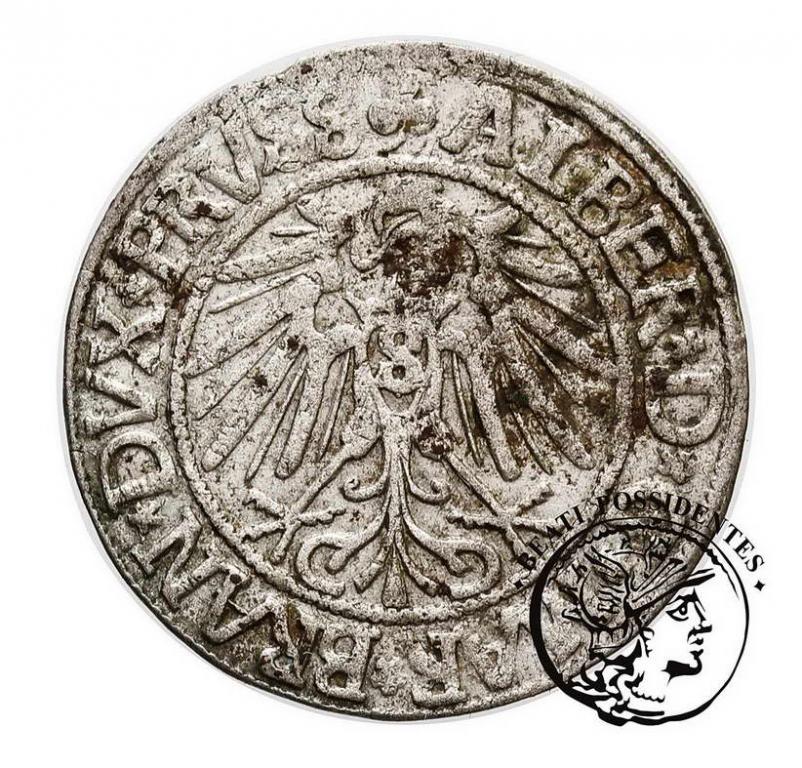 Prusy Książęce Albrecht grosz pruski 1542 st.4