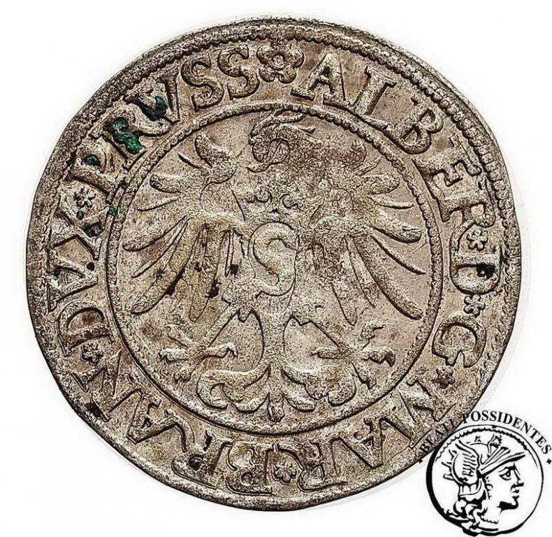 Polska Albrecht grosz lenny pruski 1535 st.2-/3+