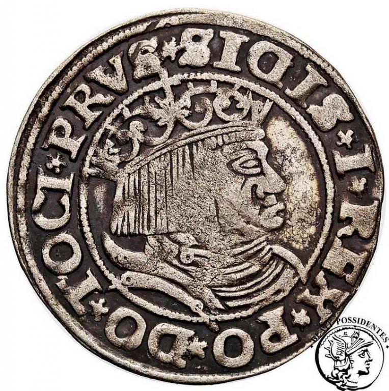 Polska Zygmunt I Stary grosz 1531 Toruń st.3