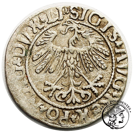 Zygmunt II August półgrosz litewski 1558 st. 3+